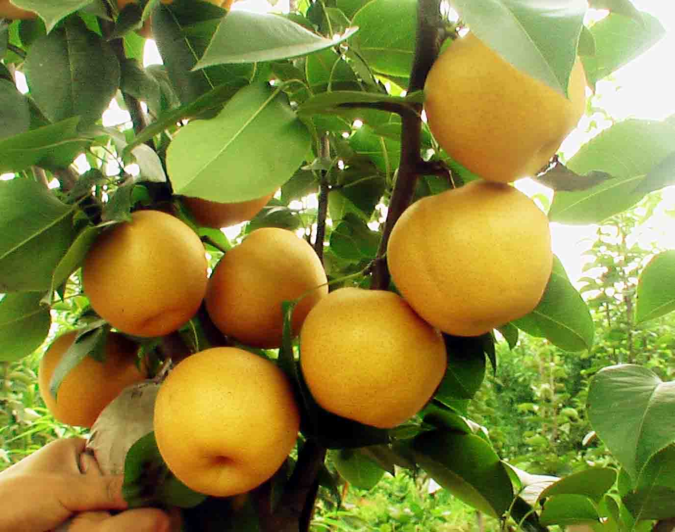 黄金梨苗木实地起苗与质检现场