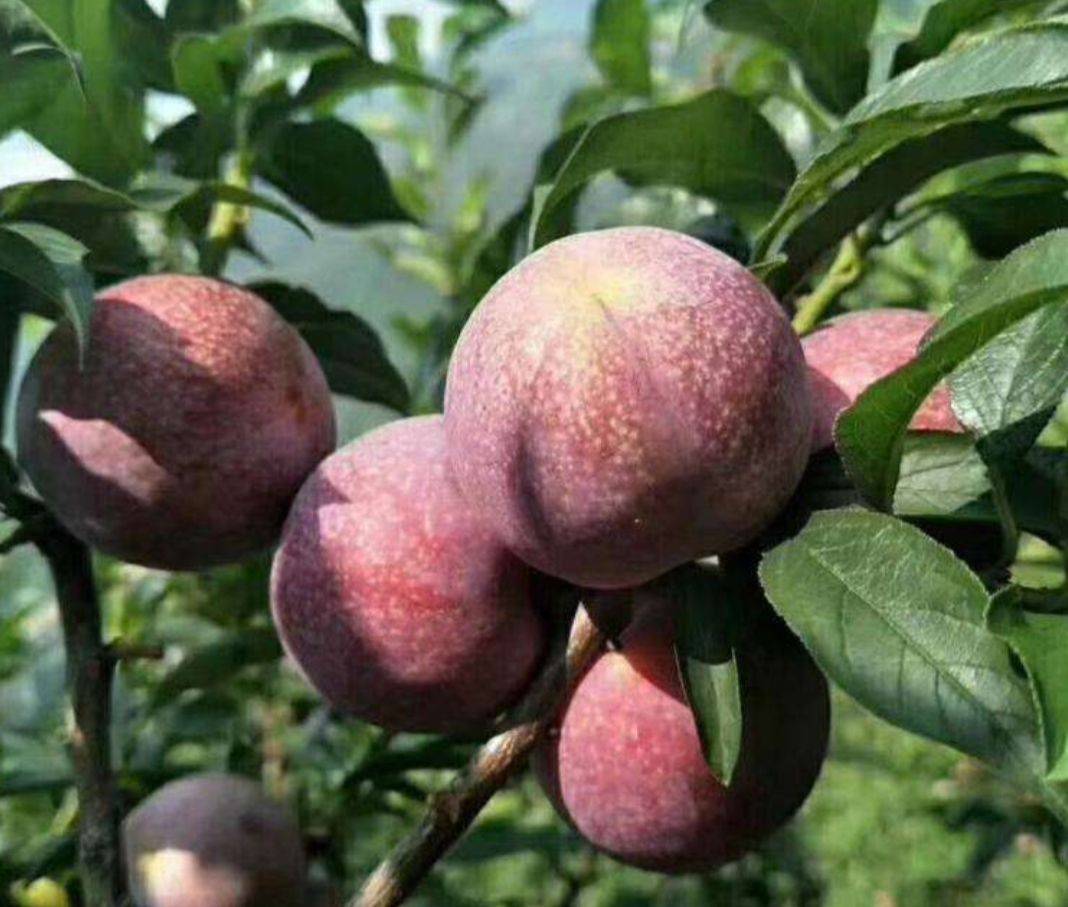 三华李子树苗定植三年后盛花期树相,展现良好树势、花芽分化质量与叶片健康度 盛果期三华李子树冠特写:枝条分布均匀,短果枝密布,簇生小花苞初绽,叶片浓绿厚实,无黄化卷曲现象