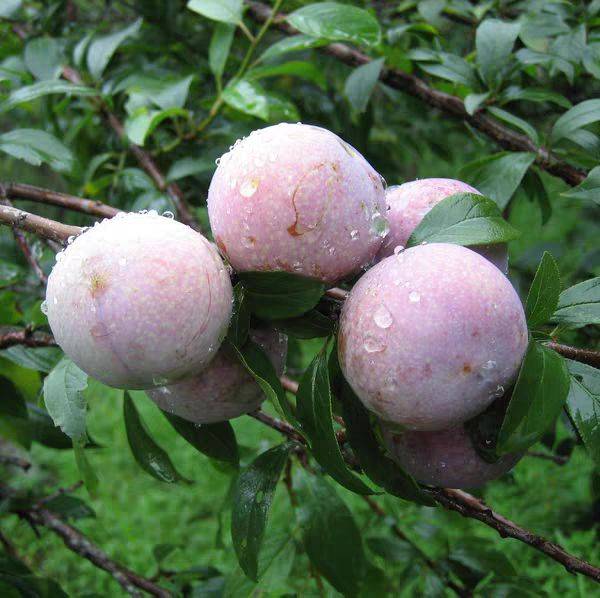 新鲜采摘的三华李子果实,呈紫红色,表皮光滑 三华李子特写