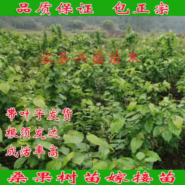 桑果树苗嫁接苗包正宗带叶子发货