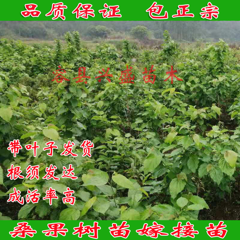 桑果树苗嫁接苗包正宗带叶子发货