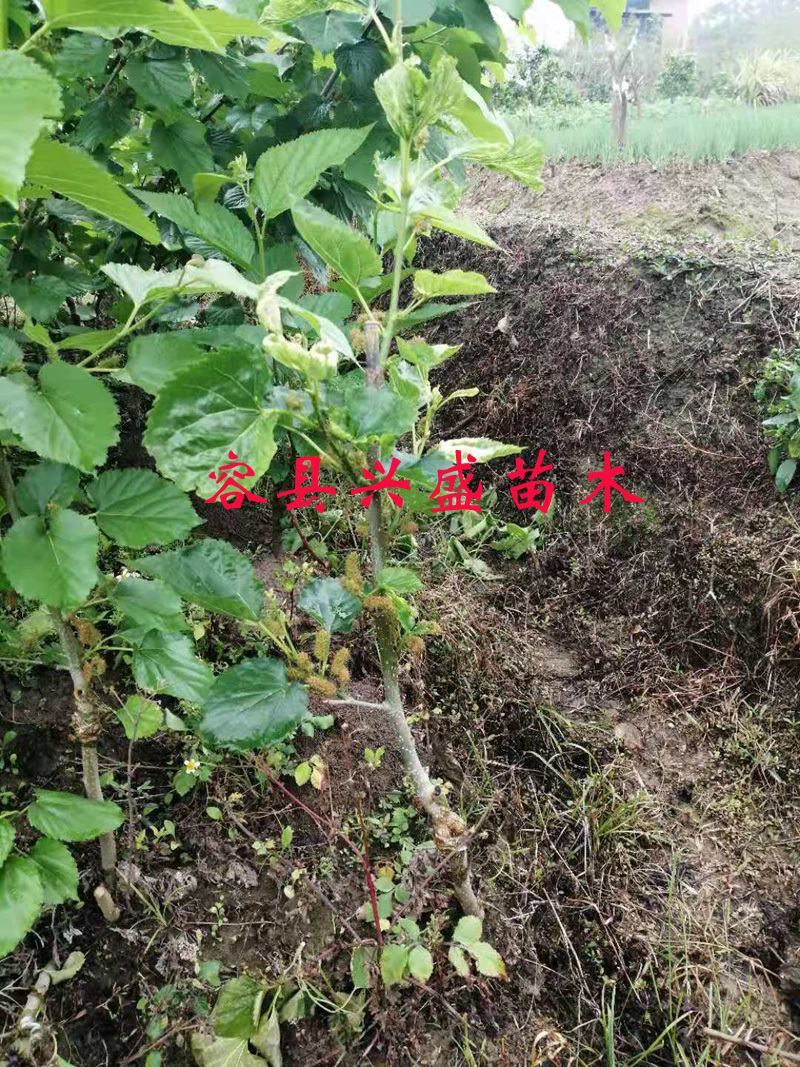 桑果树苗嫁接苗包正宗带叶子发货