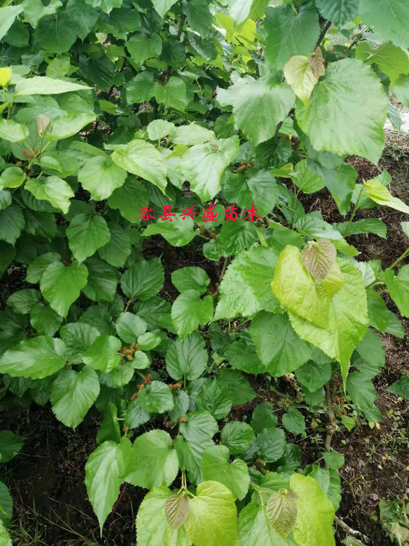 桑果树苗嫁接苗包正宗带叶子发货
