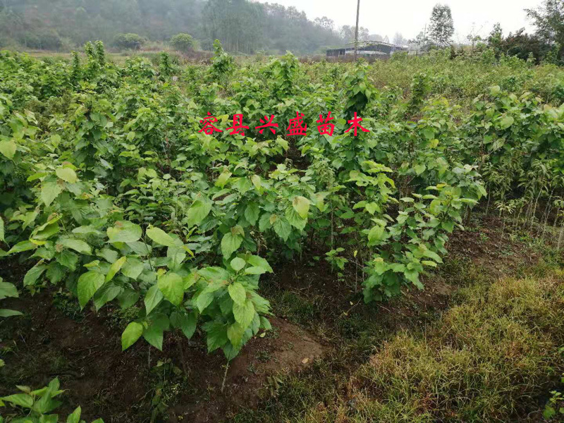 桑果树苗嫁接苗包正宗带叶子发货