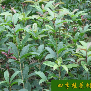 四季桂花树苗包正宗四季开花品质保障量大优惠