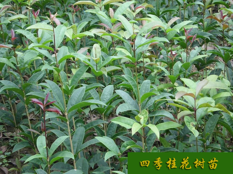 四季桂花树苗包正宗四季开花品质保障量大优惠