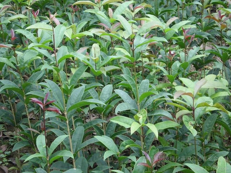 四季桂花树苗包正宗四季开花品质保障量大优惠