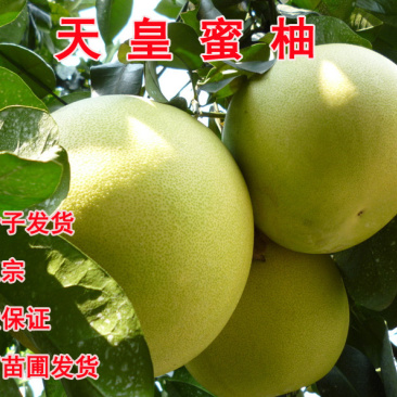 巨型天皇蜜柚树苗嫁接苗中秋成熟白肉经济效益好包正宗广西