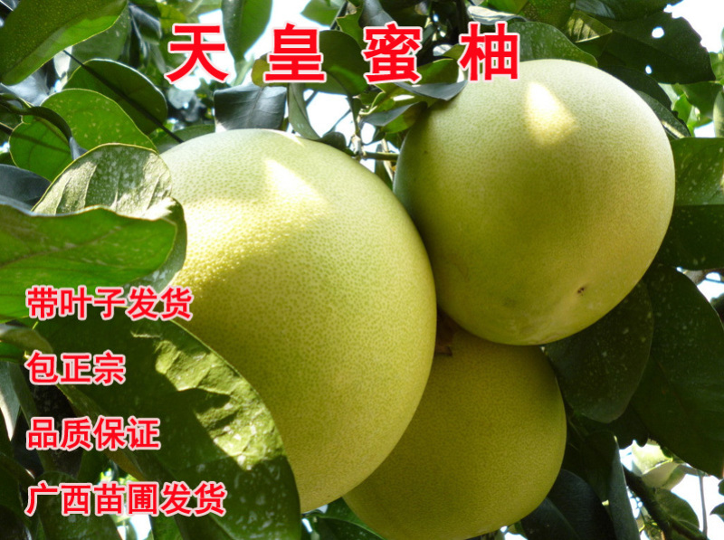 巨型天皇蜜柚树苗嫁接苗中秋成熟白肉经济效益好包正宗广西