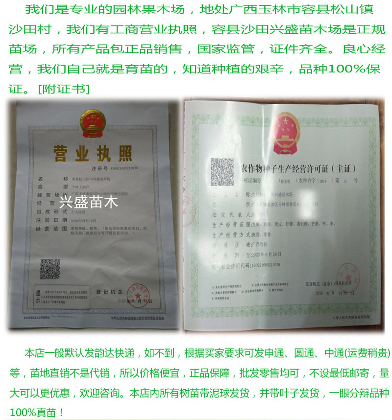 巨型天皇蜜柚树苗嫁接苗中秋成熟白肉经济效益好包正宗广西