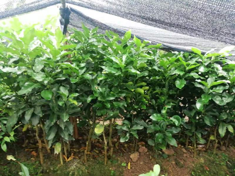 巨型天皇蜜柚树苗嫁接苗中秋成熟白肉经济效益好包正宗广西