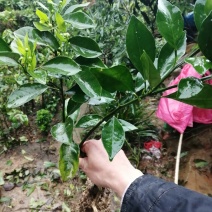 红光橙树苗嫁接苗枳壳砧根包正宗带叶子发货广西苗圃发货