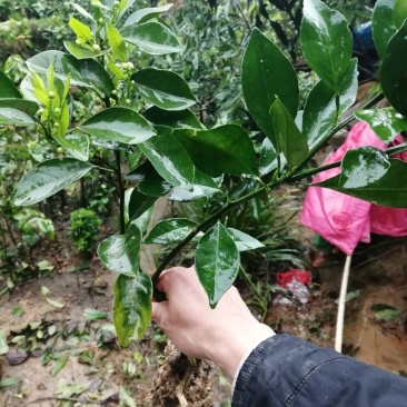 红光橙树苗嫁接苗枳壳砧根包正宗带叶子发货广西苗圃发货