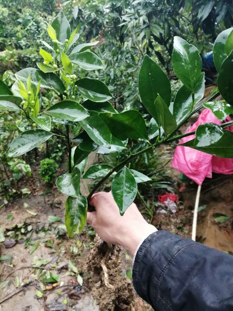 红光橙树苗嫁接苗枳壳砧根包正宗带叶子发货广西苗圃发货