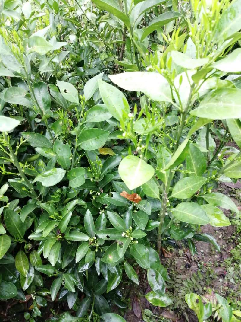 红光橙树苗嫁接苗枳壳砧根包正宗带叶子发货广西苗圃发货
