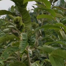 板粟树苗嫁接苗大红袍品种够粉品质保障量大优惠