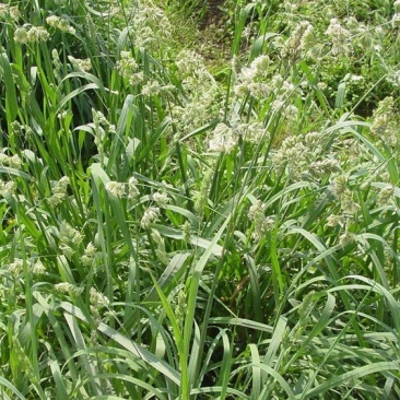 耐阴草(鸭茅)别名果园草、林下草,有鸭茅种子大量供应