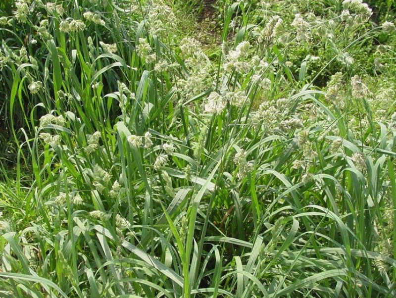 耐阴草（鸭茅）别名果园草、林下草，有鸭茅种子大量供应