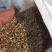 耐阴草(鸭茅)别名果园草、林下草,有鸭茅种子大量供应