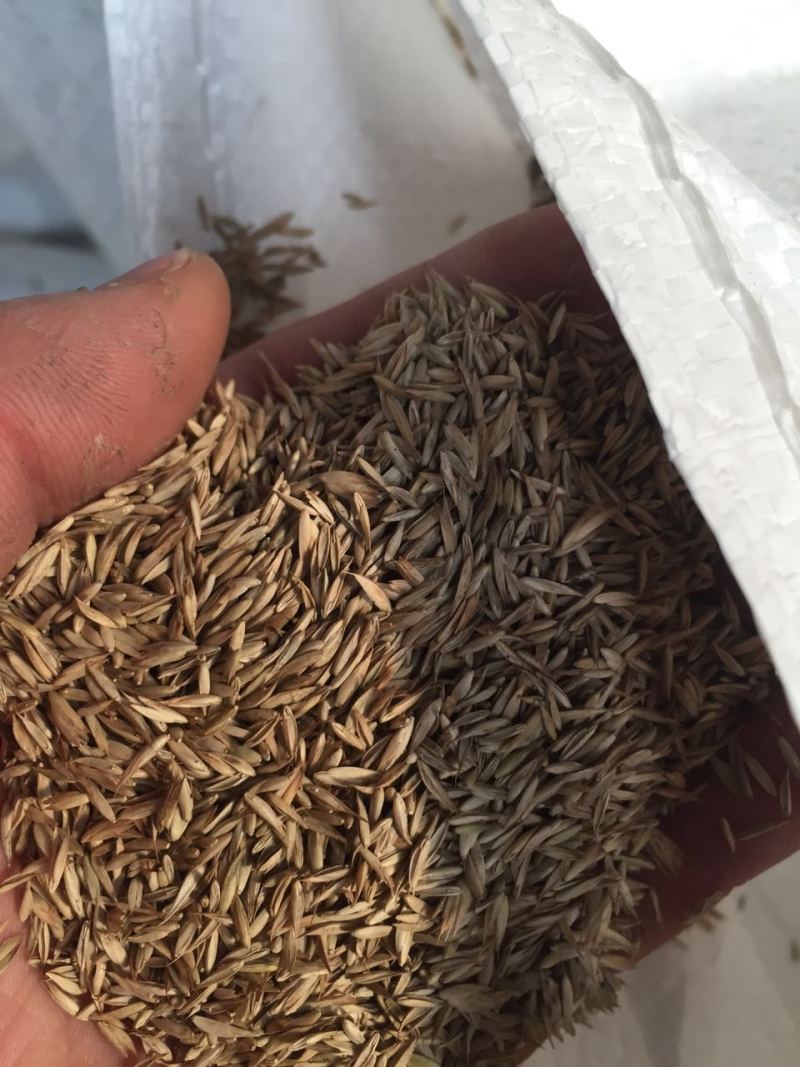 耐阴草（鸭茅）别名果园草、林下草，有鸭茅种子大量供应
