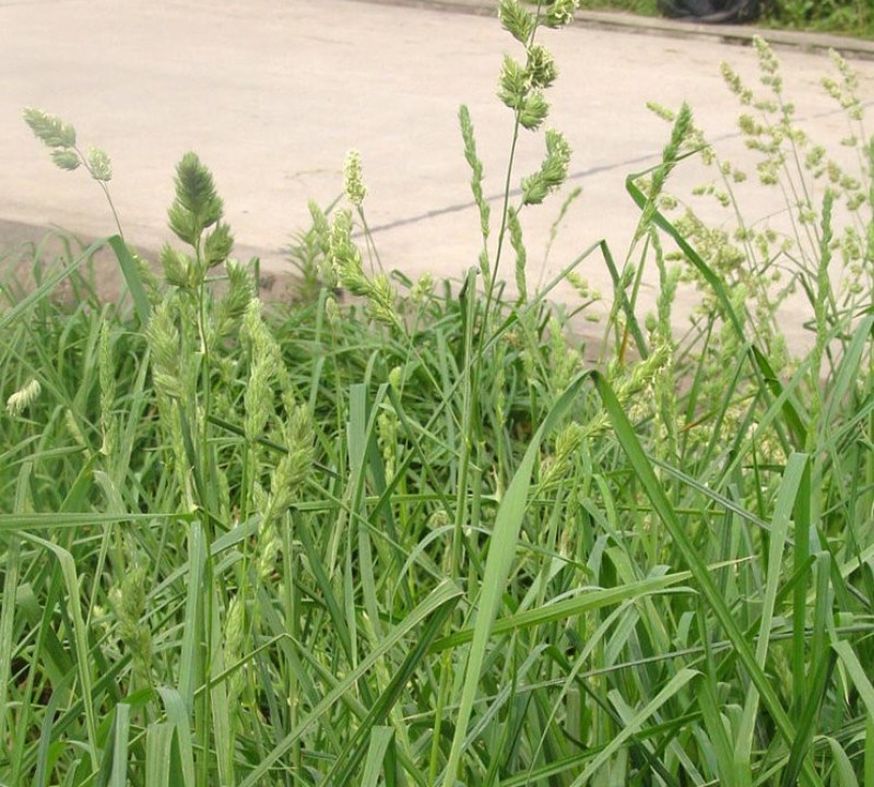 耐阴草（鸭茅）别名果园草、林下草，有鸭茅种子大量供应
