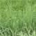 耐阴草(鸭茅)别名果园草、林下草,有鸭茅种子大量供应