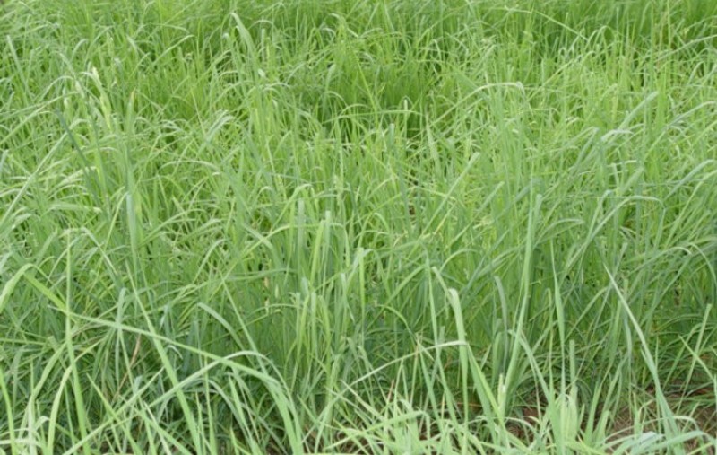 耐阴草（鸭茅）别名果园草、林下草，有鸭茅种子大量供应