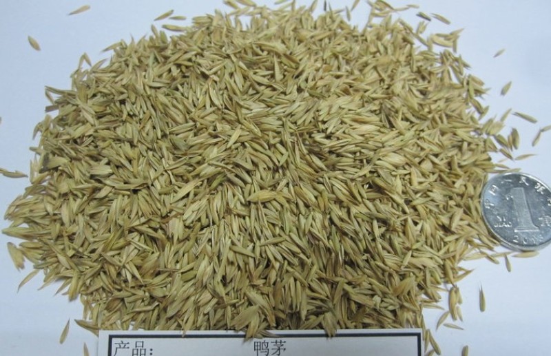 耐阴草（鸭茅）别名果园草、林下草，有鸭茅种子大量供应