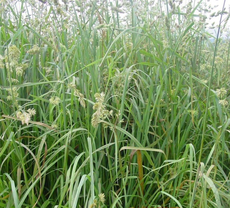 耐阴草（鸭茅）别名果园草、林下草，有鸭茅种子大量供应
