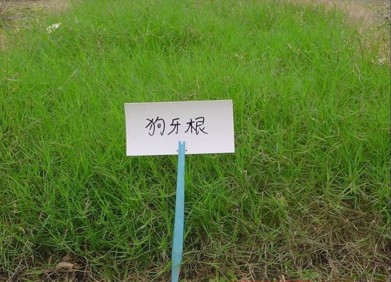 狗芽根又名绊根草，百慕大，匍匐能力极强，在草坪广泛应用