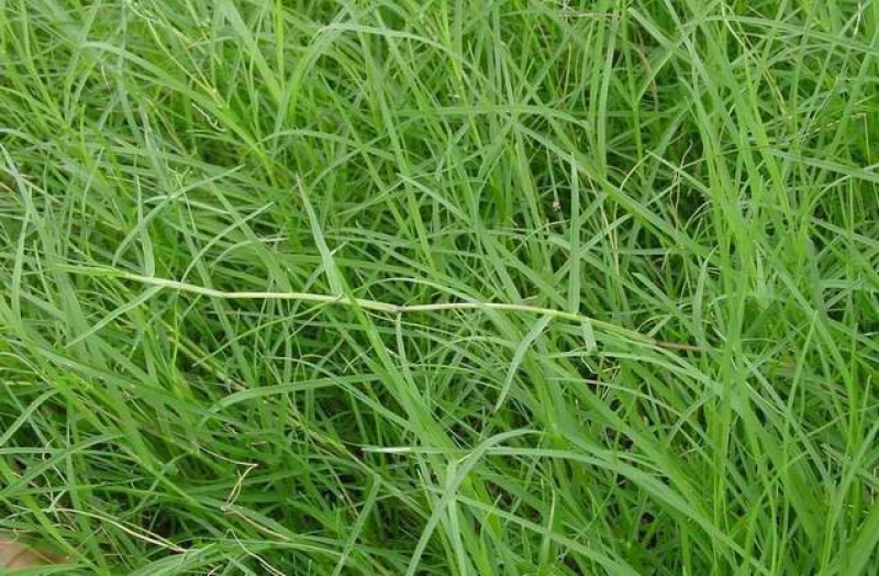 狗芽根又名绊根草，百慕大，匍匐能力极强，在草坪广泛应用