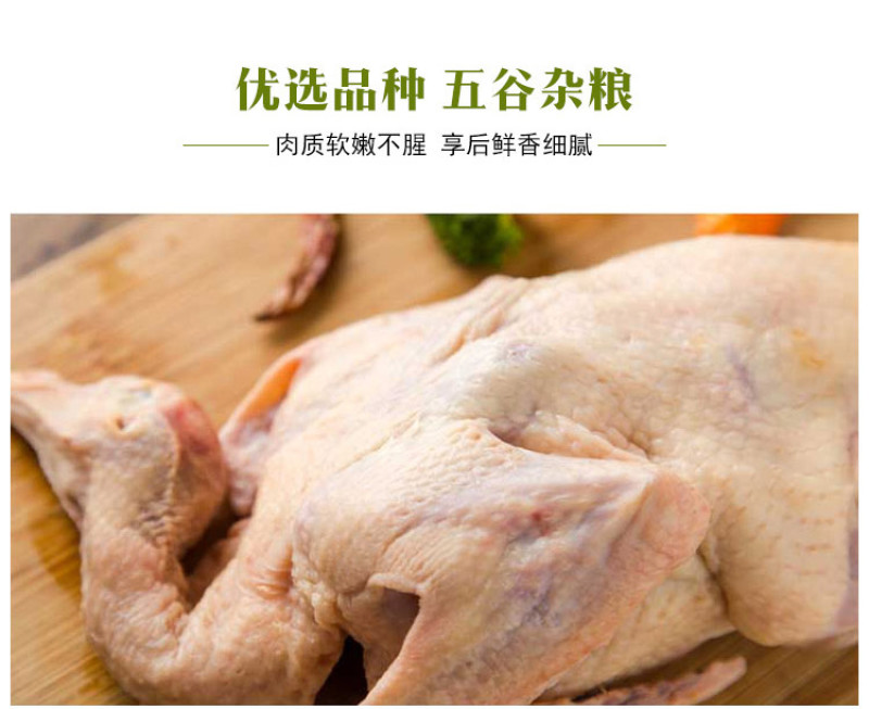 陈小鸽®鲜中鸽，肉质细嫩，优质蛋白，杂粮喂养，营养丰富