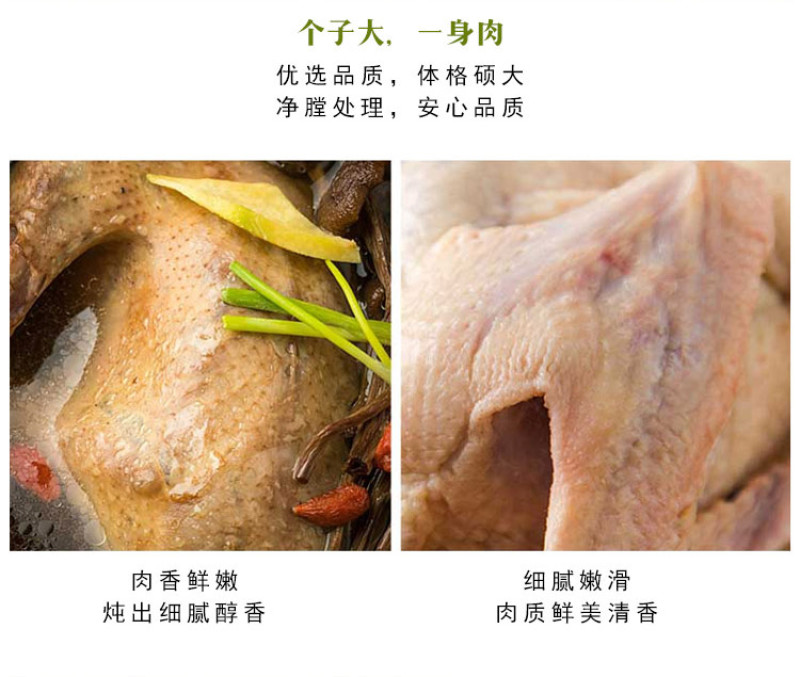 陈小鸽®鲜中鸽，肉质细嫩，优质蛋白，杂粮喂养，营养丰富