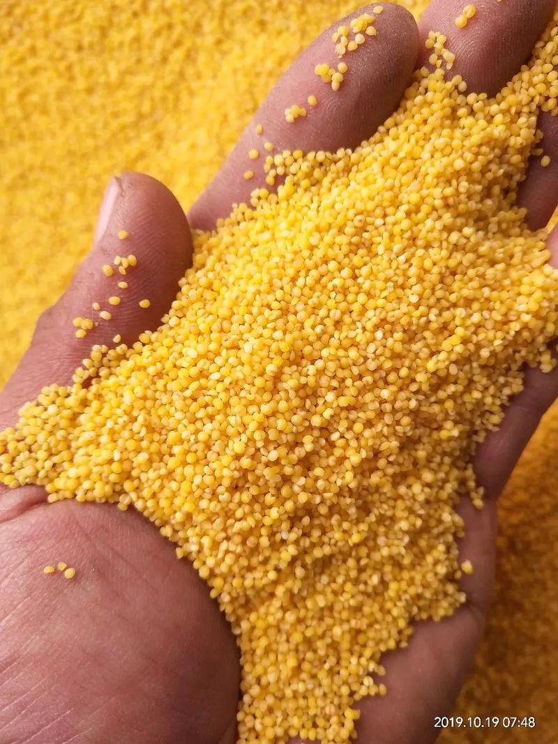 黄金小米2023年新米农家肥自产自销20斤全国包邮