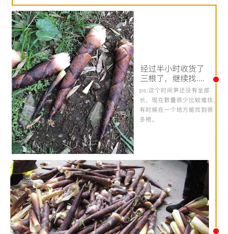红壳笋竹笋干货独立包装