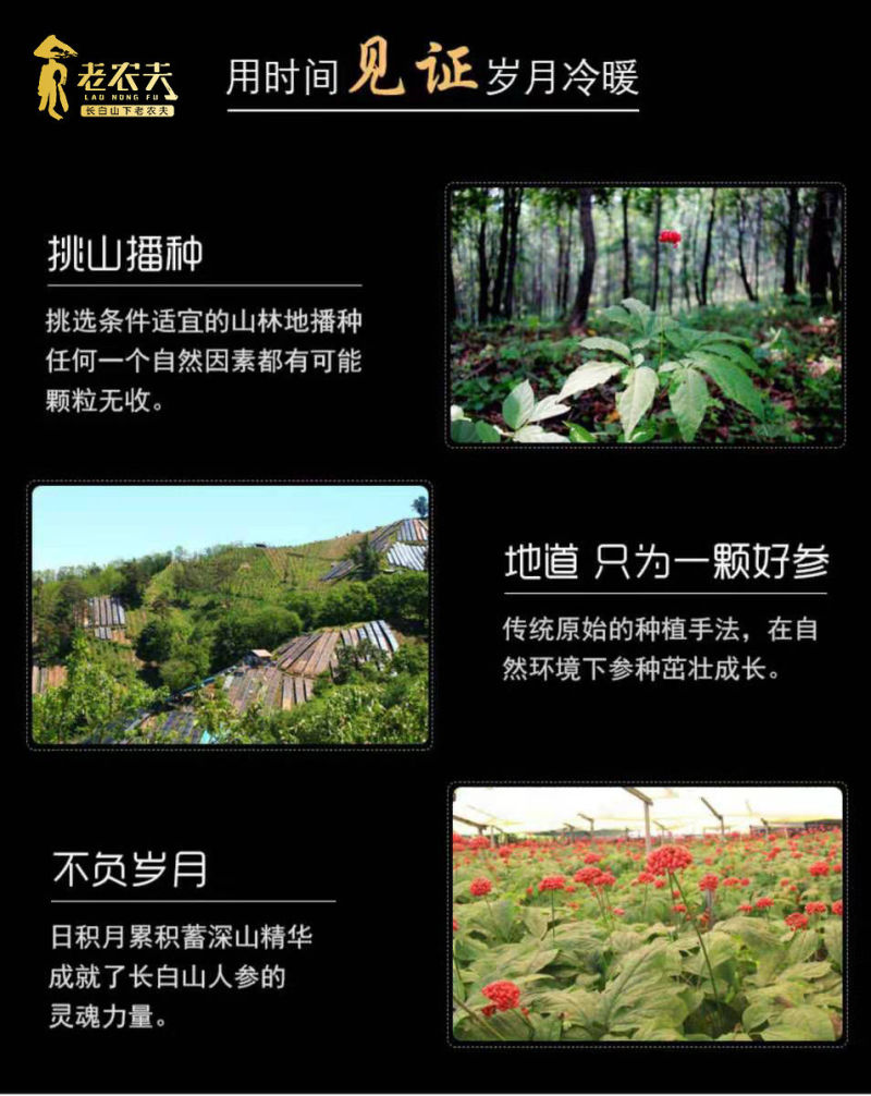 一件代发6年长白山干人参6支人参礼盒装煲汤泡酒