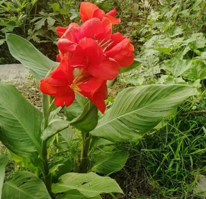 美人蕉种子花卉水草道路绿化河道造景土培水培水质净化