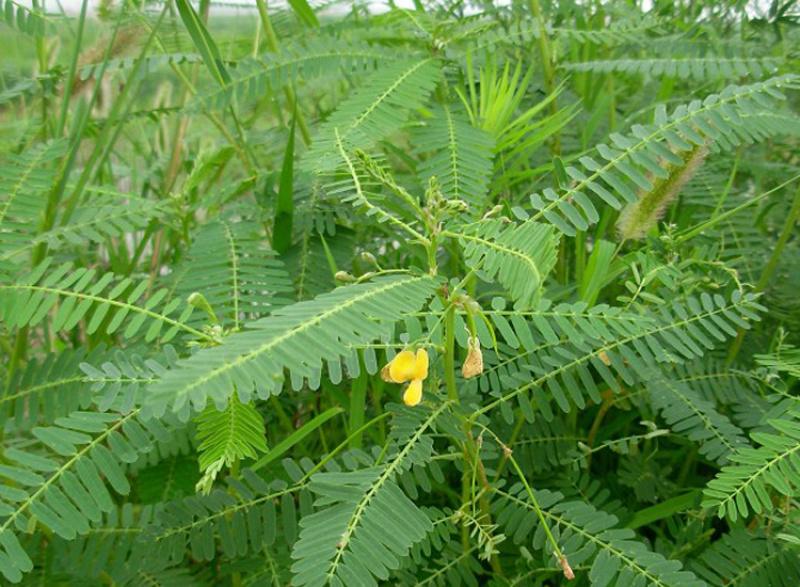 田箐种子果园固氮绿肥种子青饲料牧草种子改良盐碱土壤