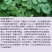 马蹄金种子绿化草坪种子小金钱草铜钱草种子牧草种子