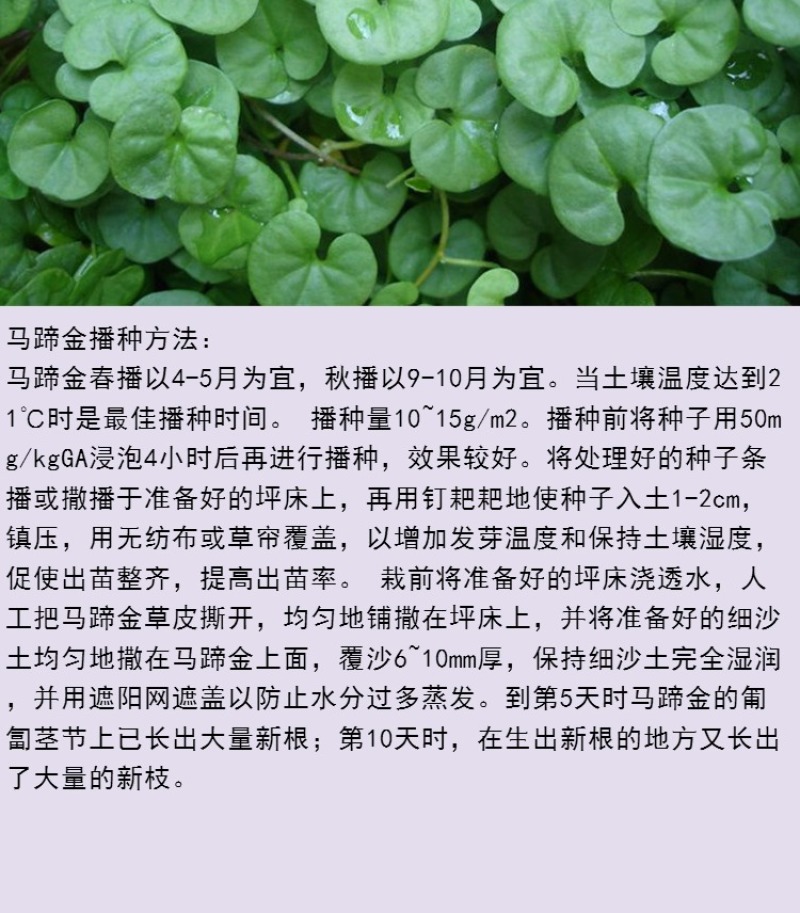 马蹄金种子绿化草坪种子小金钱草铜钱草种子牧草种子