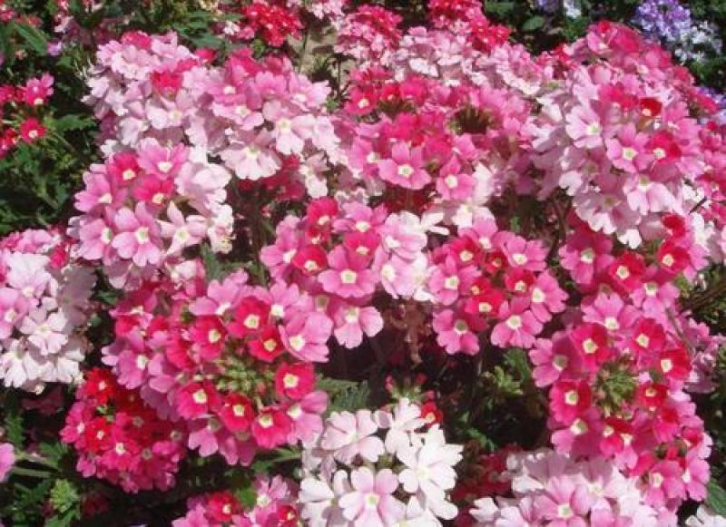 美女樱种子多年生地被花卉种子宿根耐寒花海种植景观绿化