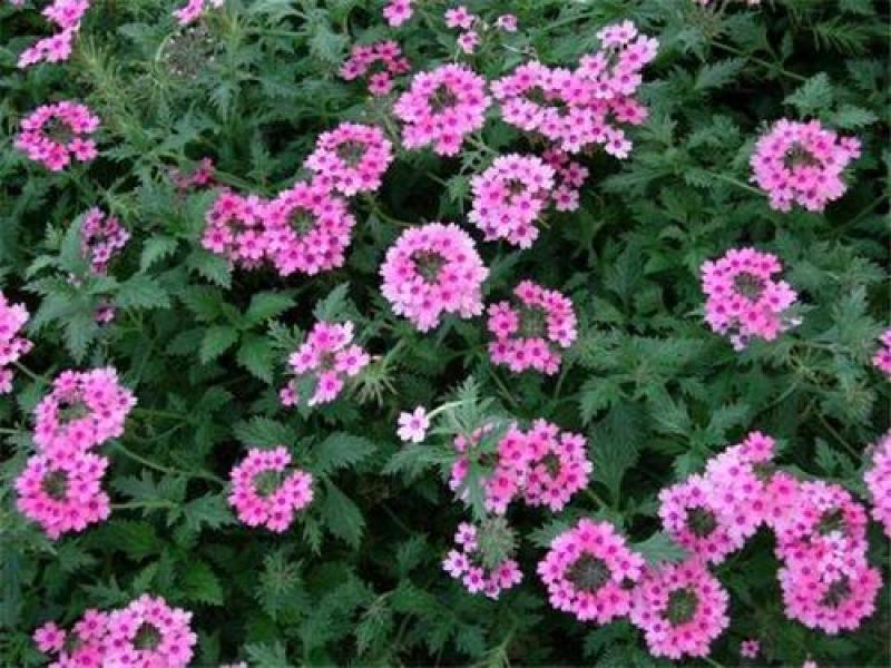 美女樱种子多年生地被花卉种子宿根耐寒花海种植景观绿化