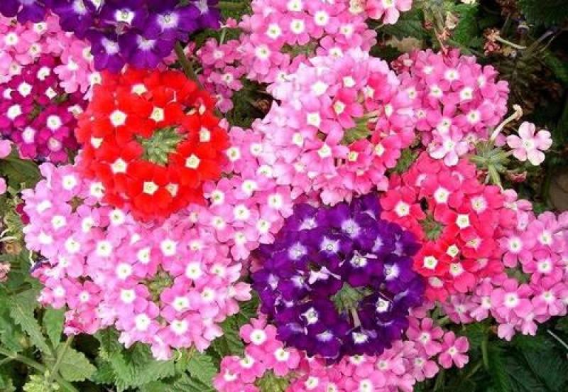 美女樱种子多年生地被花卉种子宿根耐寒花海种植景观绿化