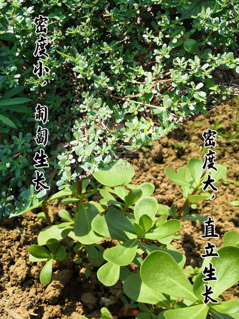野生蔬菜种子食用马齿苋种子马苋菜野菜种子
