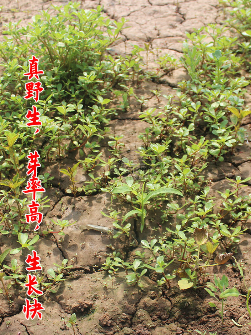 野生蔬菜种子食用马齿苋种子马苋菜野菜种子