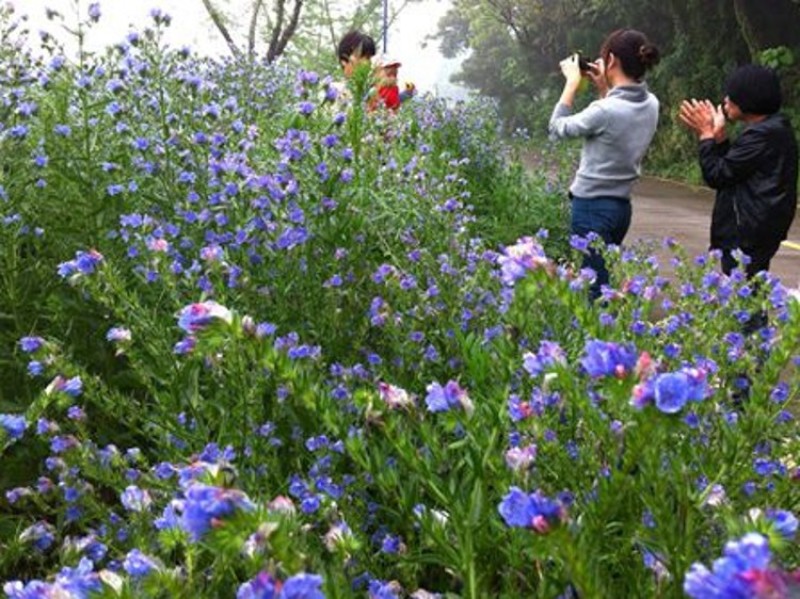 蓝蓟种子蓝刺头蓝蓟花种庭院观花种子蓝色景观花海四季花籽花