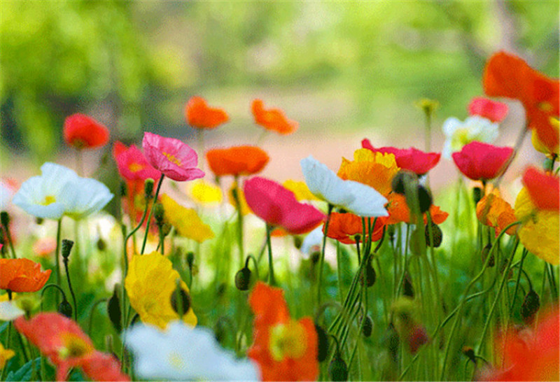 虞美人种子冰岛虞美人种子【包发芽】【耐寒】【超长花期】