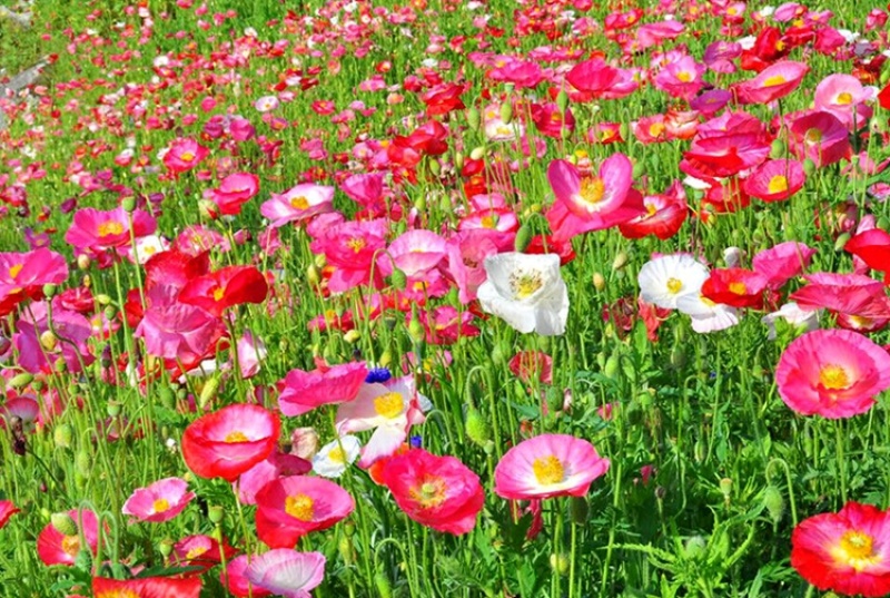 虞美人种子冰岛虞美人种子【包发芽】【耐寒】【超长花期】