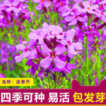 紫色油菜花种子蓝香芥种子花海种子高芽率耐寒支持芽率验收