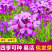 蓝香芥种子